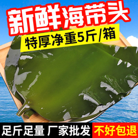 新鲜海带头特级特厚半干货5斤嫩盐渍海带根头昆布片结丝荣成特产