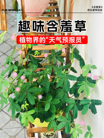 含羞草盆栽害羞草花种子室内阳台绿植物种苗趣味花卉种籽四季常青