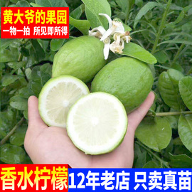 柠檬苗 广东香水柠檬树苗 台湾四季果苗盆栽泰国无籽青柠檬果树苗