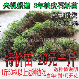 雁荡山铁皮石斛苗3年驯化枫斗苗室内石斛苗矮胖多肉绿色植物盆栽