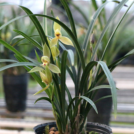 翁源兰花苗春名草开花浓香好养易栽除甲醛室内阳台绿植花卉盆栽