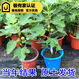 无花果苗无花果树苗波姬红青皮庭院阳台盆栽绿植占地南北方种植