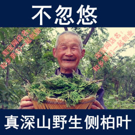 新鲜野生侧柏叶植物洗发水鲜柏叶现采叶侧柏叶粉洗头生发乌发防脱