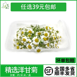 新鲜洋甘菊白色鲜花 食用花小雏菊花迷你菊50朵点缀装饰西餐摆盘