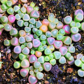 五十铃玉种子棒叶花属番杏科多肉种子盆栽观叶植物花卉种籽肉肉苗