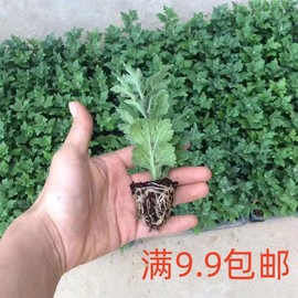 菊花苗四季菊盆栽地栽千头菊，秋菊小苗室内外球菊绿植花卉四季开花