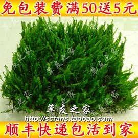 鱼缸虾缸沉木造景水草活体 moss莫丝莫斯摩丝摩斯 火焰莫丝水中叶