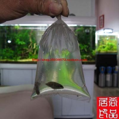 【尚品水族】纳米抗菌呼吸袋  10X25CM 批发价格另议