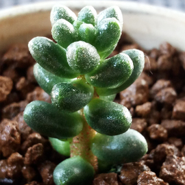 多肉植物吉娃娃 绿毛豆 吹雪之松锦多肉盆栽玉露虹之玉锦群生