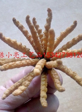 扎花虫草模型展示用摆件仿虫草扎花20根一扎