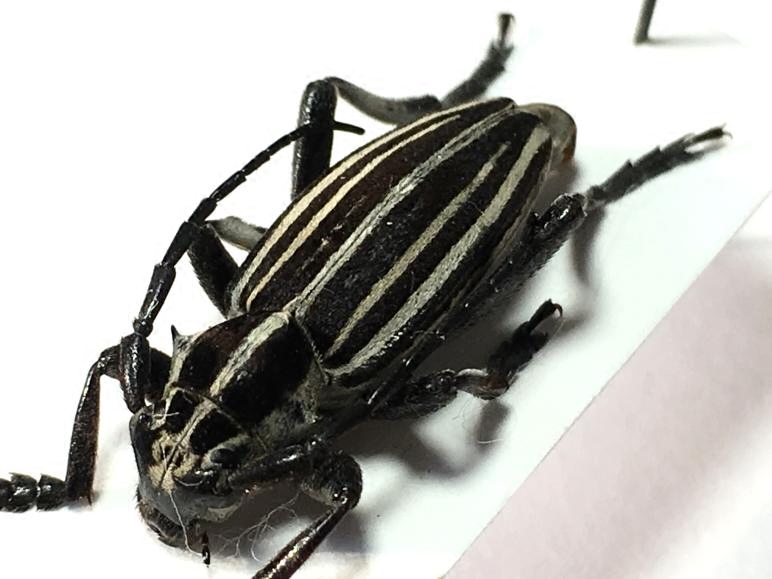 Insect Eastern Europe Original Woodland Rare Beetles ED********in the Home accessories , Decorative painting , Decorative painting class specimens  category - from Buy2taobao.com to provide professional Taobao agent buy service