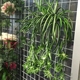 饰花挂壁花艺 吊兰花 绿色植物吊兰花壁挂家居客厅装 仿真花艺假花