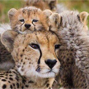 南非约翰内斯堡克鲁格国家公园 3天2晚经典游猎非洲五霸遇见狮子