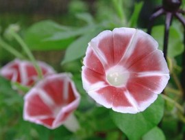 耐热日系朝颜 茶茶丸 喇叭花爬藤牵牛花可盆栽阳台庭院花卉38