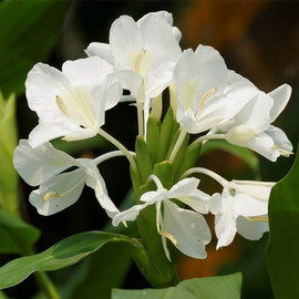 姜花野姜花白(姜花白)香水花很香，的花耐阴植物好养香雪兰球根花卉种子懒人