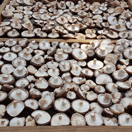 农家自产新鲜香菇，干货椴木蘑菇小香菇，家用冬菇新货干香菇
