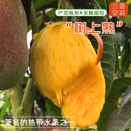 树上熟贵妃芒果 海南三亚新鲜水果红金龙自然熟当季现摘青5斤