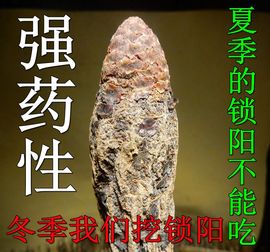 锁阳城锁阳泡酒料甘肃瓜州冬季金锁阳(金锁阳)切片打粉特级500克