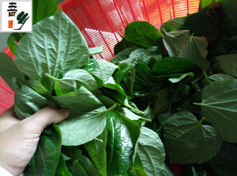 现摘新鲜野生 假蒌叶 青蒌叶蛤蒌 纯叶子假娄菜野菜香菜250克包邮