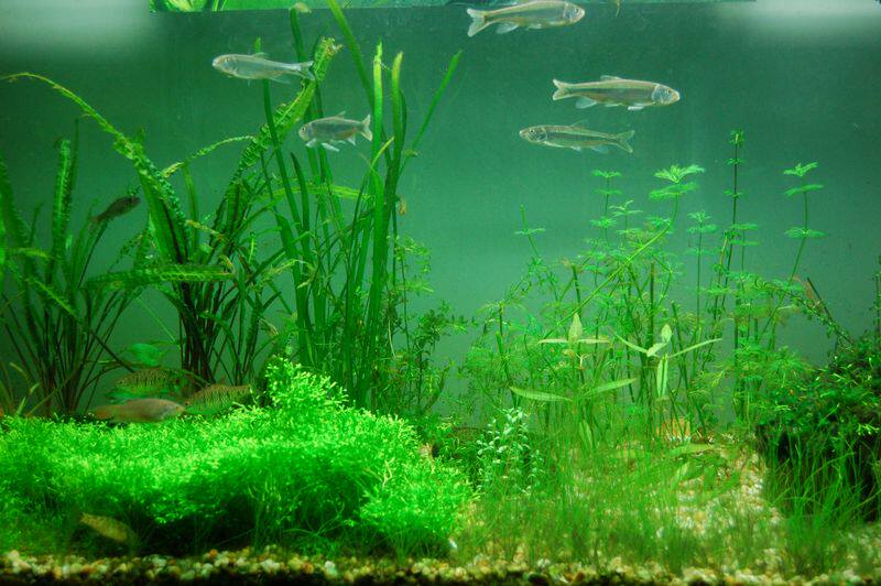 广西本土植物 水草 鹿角苔 莫斯 苔藓鱼缸水草缸水陆缸生态缸造景