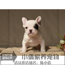 纯种法国斗牛犬幼犬斗牛宝宝短腿，螺丝尾法斗活体，海盗眼黑白花色x