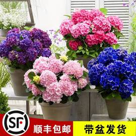 绣球花苗盆栽室内外阳台庭院植物四季开花无尽夏八仙带花耐阴花卉