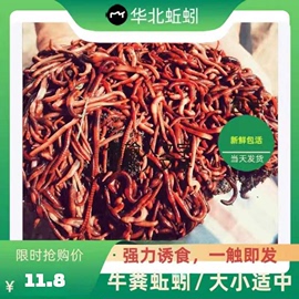 特大中号鲜活蚯蚓假饵路亚活饵，松土黑坑野钓鲢鳙鲫鱼钓鱼小药饵料