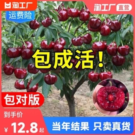 车厘子树苗樱桃树苖南方北方种植盆栽，庭院果树矮化大樱桃苗结果