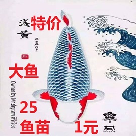 红白大正孔雀松叶锦鲤鱼活体，冷水淡水鱼缸，观赏鱼苗金鱼招财风水鱼