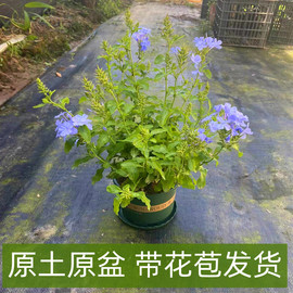 蓝雪花加仑盆栽大苗带花苞阳台庭院木本花卉耐热好养植物四季开花