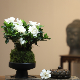 苔藓球高档栀子花四季开花浓香，月季茉莉花水培，植物室内桌面盆栽