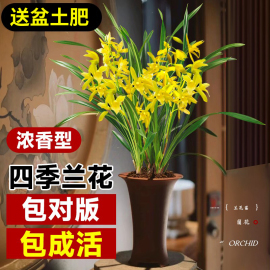 刘阁兰花盆栽夏带花苞名贵花卉，金秋岁月四季开花绿植室内香兰