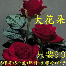 9.9元5棵多色嫁接玫瑰花苗盆栽四季开花月季花蔷薇室内花卉特大花