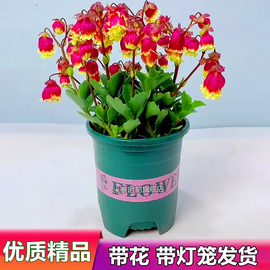 宫灯长寿花盆栽重瓣大花，带花四季室内开花好养客厅，金狐狸垂吊花卉