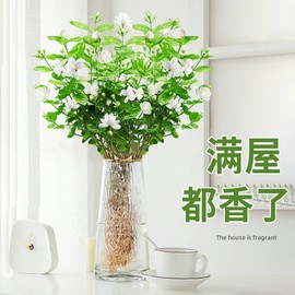 茉莉花水培植物盆栽绿萝箩花卉室内花鲜花办公室绿植发财树吸甲醛