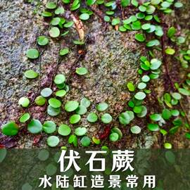 伏石蕨抱树蕨绿植雨林水陆缸，假山缸攀爬造景常用常绿叶(常绿叶)植物抱石莲