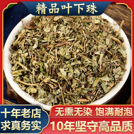 叶下珠中药材500g新货野生叶下珠珍珠草龙珠草鱼鳞草夜合草中草药