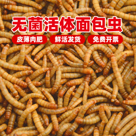 无菌活体面包虫活体黄粉虫，活体虫子饲料包小虫子，仓鼠鸟食龟守宫食