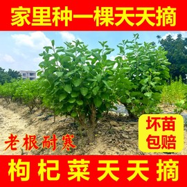 盆栽植物室内南方食用大叶枸杞四季新鲜枸杞菜苗树苗高产蔬菜种植