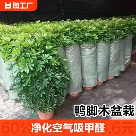 鸭脚木盆栽室内好养七叶莲八方来财植物净化空气招财树绿植客厅