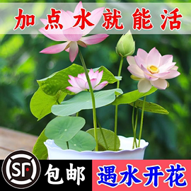 碗莲荷花种子四季开花水培植物花卉，室内客厅水养莲花好养睡莲盆栽