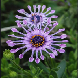 白芍蓝目菊盆栽阳台庭院四季花卉非洲万寿菊花苗玛格丽特