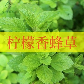 柠檬香蜂草可食用香草，植物盆栽克拉香草柠檬薄荷，食用泡水口感好