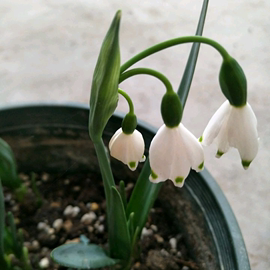 雪片莲种球当年开花盆栽夏蓝铃花雪滴花四季花卉百合球耐寒花