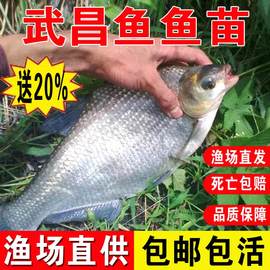 武昌鱼鱼苗淡水养殖食用扁鱼鳊鱼，活鱼小鱼苗，观赏鱼冷水鱼武昌鱼苗