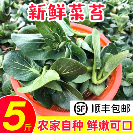 苏北农家霜冻上海青大青菜心菜苔蔬菜新鲜苏州青太湖黑油菜菜芯花