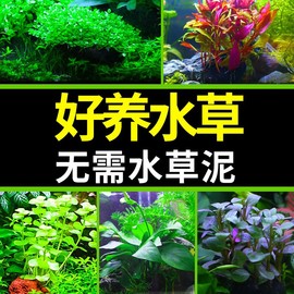 鱼缸水草植物造景套餐，真鱼草活体懒人，莫斯增氧阴性蜈蚣草沉木水榕