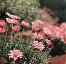 摩洛哥雏菊盆栽杏子果酱庭院花园多年生宿根观花植物花期久好养