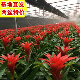 鸿运当头盆栽植物年宵花卉，凤梨大型绿植室内红掌，客厅吸甲醇火鹤花