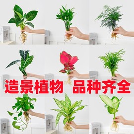 水培造景植物白掌花卉九里香，盆栽竹芋绿萝办公室，和鱼共生水养鱼缸